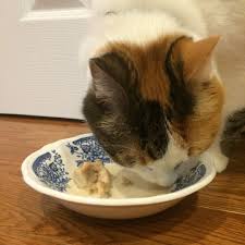 Soak knox gelatine in cold water. Hattie S Blog How To Make Cat Ice Cream For Cats I Ve Seen
