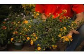 Winter Care For Lantana Plants Hunker Lantana Plant Lantana Plants
