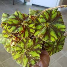Beautiful and unique eyelash tiger paw begonia in 4 pot rooted and healthy plant southcoastplants $ 23.00. Begonia Tiger Paws Rhizomatous Begonia Tiger Paws Uploaded By S L C