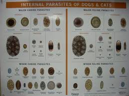 Parasites Vet Tech Student Veterinary Research Pet Clinic