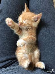 Baby Black And Ginger Cat The Kittens Have Left The Building Three Chatty Cats Cute Baby Cats Baby Cats Foster Kittens