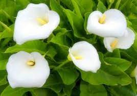 Pin Em Copo De Leite Callas