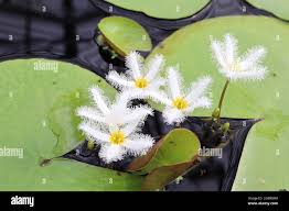 Image result for Nymphoides thunbergiana