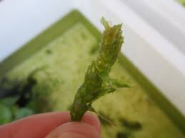 アナカリスをメダカに与えた結果 溶ける 次々と消えていった古茎と ゆっくりと育つ新芽