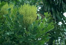Image result for Araliaceae