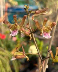 Image result for Eulophia ovalis