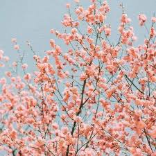 Spring Pinterest Carriefiter 90s Fashion Street Wear Street Style Photography Style Hipster Vintag Flower Aesthetic Plant Aesthetic Flowers Photography
