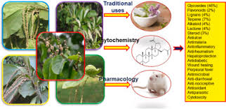 Image result for Homalium