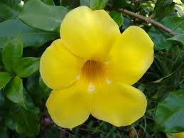 Pin On Allamanda