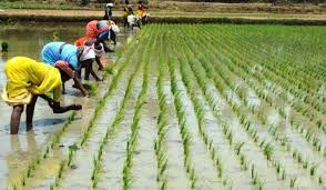 Image result for agriculture