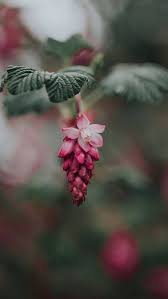 Aug 27, 2021 · we offer cannabis flowers, edibles, cannabis concentrates (shatter, diamonds, htfse, shatter pens) and more. Pink Flower Green Leaf Bloom Hd Mobile Wallpaper Peakpx