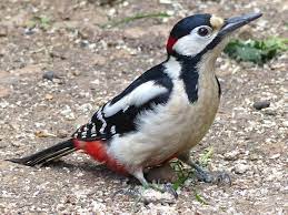 The great spotted woodpecker (dendrocopos major) is a bird species of the woodpecker family (picidae). Great Spotted Woodpecker