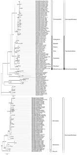 Image result for Blotiella trichosora