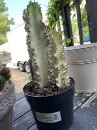 Got This Euphorbia Ammak V Variegata From Home Depot 2 In 1 Pot For Less Than 20 Euphorbia Plants Cacti And Succulents