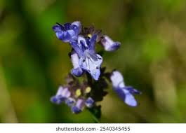 Image result for Isodon ramosissimus