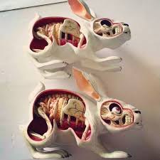 Nychos Mighty Jaxx S Lepus Pellis Os Omentum Dissected Rabbit Toys Vinyl Toys Art Toy Rabbit Toys