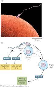 When two gametes of the same species come together, they each have n chromosomes. Hillis2e Ch37