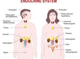 Thyroid Nodules Overview Endocrine System Endocrine Bioidentical Hormone Replacement Therapy