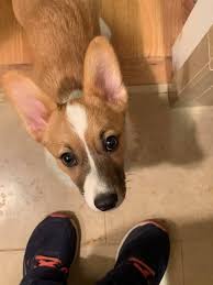 Are chihuahua corgi mixes healthy? Pets For Adoption At Colorado Corgis And Friends In Denver Co Petfinder