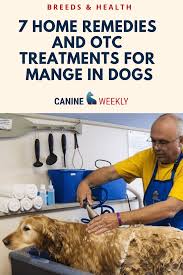 7 Easy Home Remedies And Otc Treatments For Mange In Dogs Mange Can Make Dogs Pretty Miserable So It Is Impo Dog Mange Dog Remedies Mange Treatment For Dogs