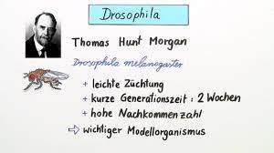 Drosophila Als Modellorganismus Genkopplung Mehr Inkl Ubungen
