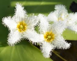 Image result for Menyanthaceae