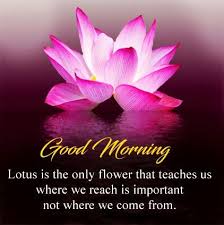 Lotus Is The Only Flower That Teaches Us Where We Reach Is Important Not Where We C Latest Good Morning Images Latest Good Morning Good Morning Images Download