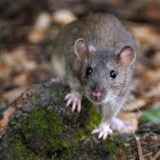 Unfortunately, southlake also unwittingly offers pests to home and business owners. Pest Control In College Station Tx Swoboda Pest Control