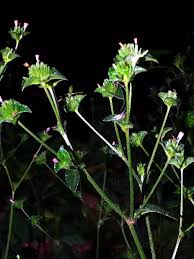 Image result for Elephantopus scaber