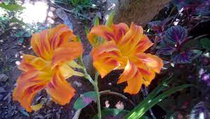 Flor De Jacinto Paraguay Plants