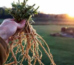 Image result for Withania somnifera