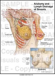 Tumour location within the breast varies with the highest frequency in the upper outer quadrant (uoq) and lowest frequency in the lower inner quadrant (liq). Anatomy And Lymph Drainage Of Breasts Medical Illustration