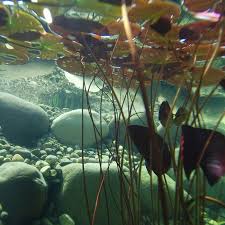 They are dropped to the bottom of a pond, either potted in heavy soil like all other pond plants, or simply tied to a rock large enough to hold the plant at the bottom. The Best Deep Water Pond Plants List Of Deep Growers Pond Informer