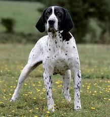 Image result for auvergneský ohař