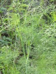 Image result for Anethum