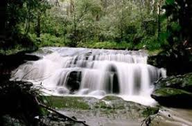 Image result for Callicoma