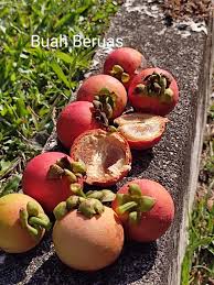 In most of the occasion fruit is a must. Ø­Ø§ÙÙŠÙ†Ø§Ø²ÙŠ On Twitter Yang Pasti Rasa Dia Bukan Mcm Pisang Kaki Hahaha
