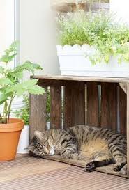 Unser Katzenbalkon Die Pflanzen Die Greatindoors Katzenbalkon Pflanzen Unser Cat Plants Cat Grass Cats