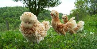 Buff laced polish hen previous next 5 people viewing now. Frizzle Chickens Unusual Eye Candy In A Flock Backyard Poultry