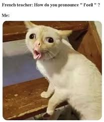 L Oeil Funny Cat Memes Funny Animals Funny Animal Memes
