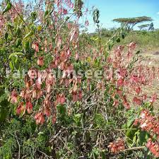 Image result for Pterolobium