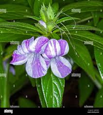Image result for Barleria sp. D (near holubii)
