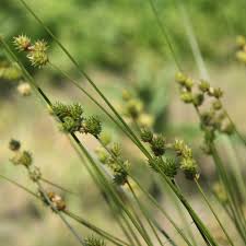 Image result for Cynorkis brevicalcar