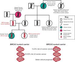 A woman who experiences menopause after age 55 has an increased risk of ovarian, breast, and uterine cancers. Ovarian Cancer Genetics Subtypes And Risk Factors Intechopen