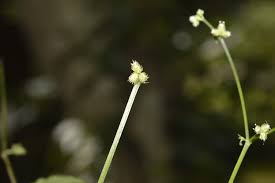 Image result for Sanicula elata