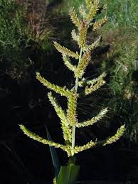 Image result for Echinochloa brevipedicellata