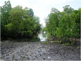 Image result for Synadenium pereskiifolium