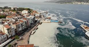 Müsilaj (deniz salyası) neden olur? Fruelrvlyllbgm