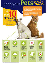 Depending on how much her condition worsens over time, you may eventually have to make the very tough decision to euthanize your cat. Cancer In Pets South Reno Vet