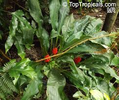 Image result for Palisota ambigua